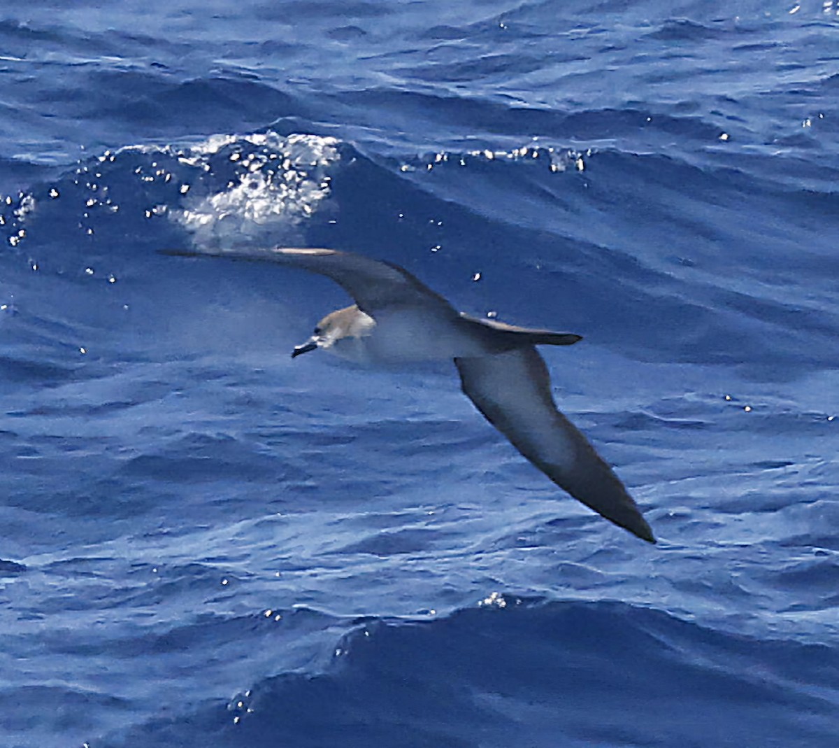 Wedge-tailed Shearwater - ML624642301