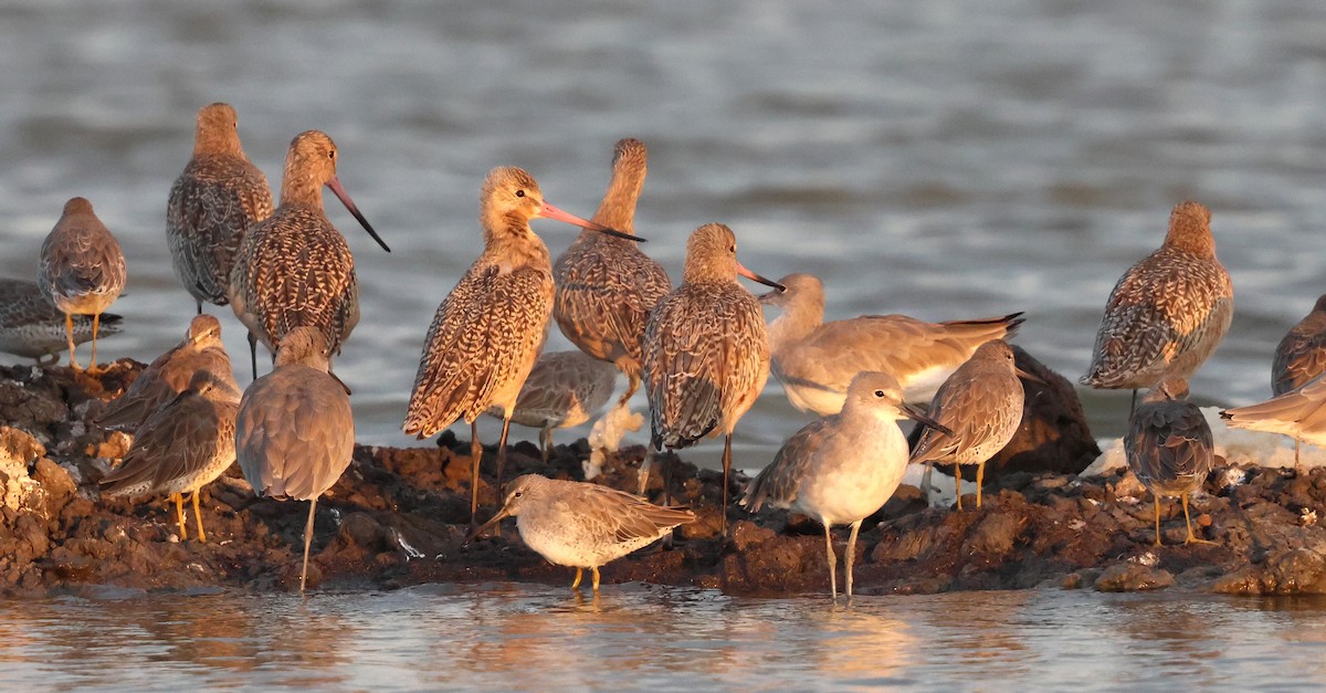 Marbled Godwit - ML624642743