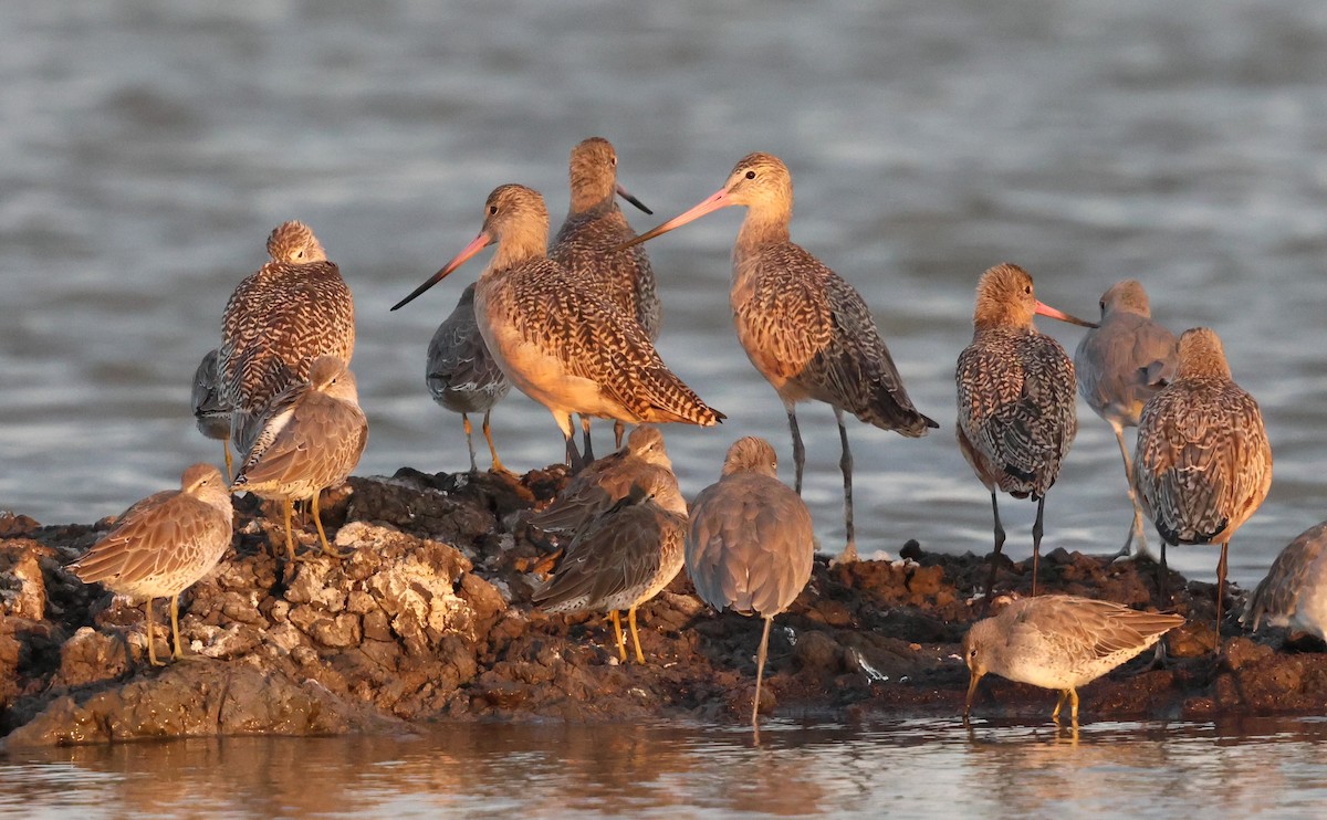 Marbled Godwit - ML624642745