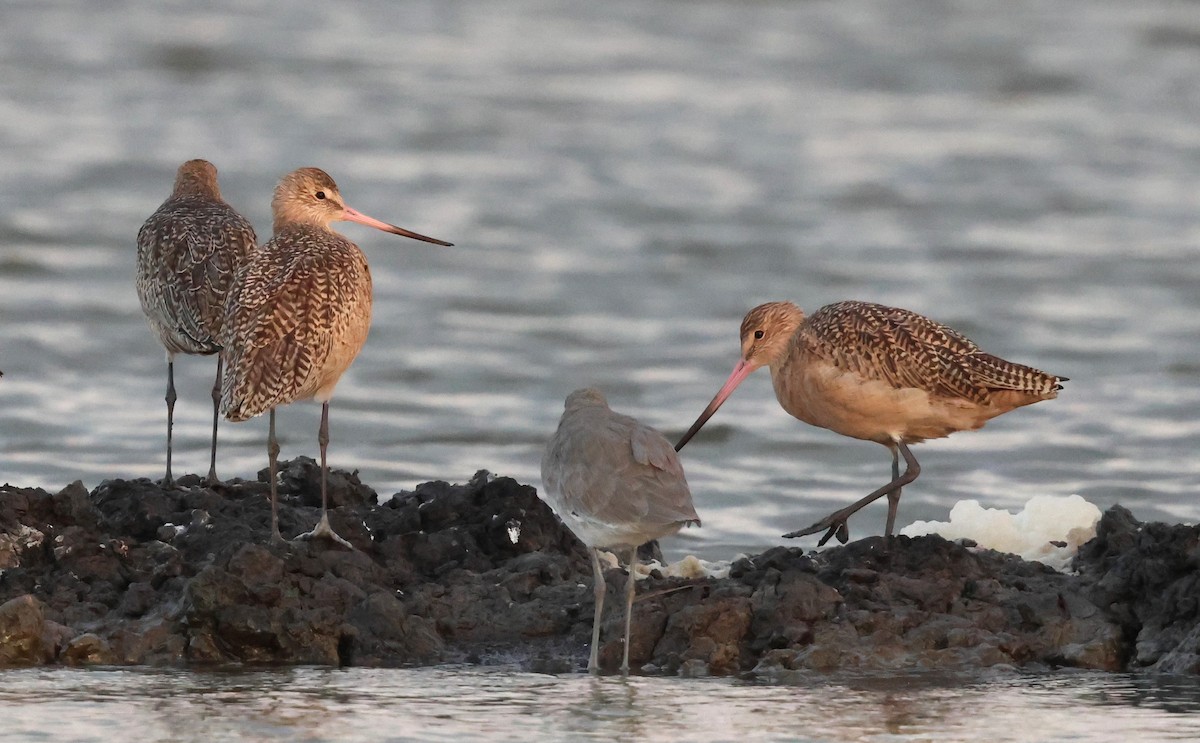 Marbled Godwit - ML624642749