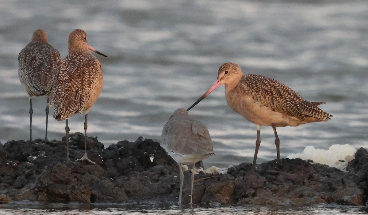 Marbled Godwit - ML624642750