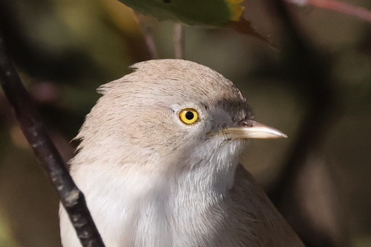 Asian Desert Warbler - ML624642875