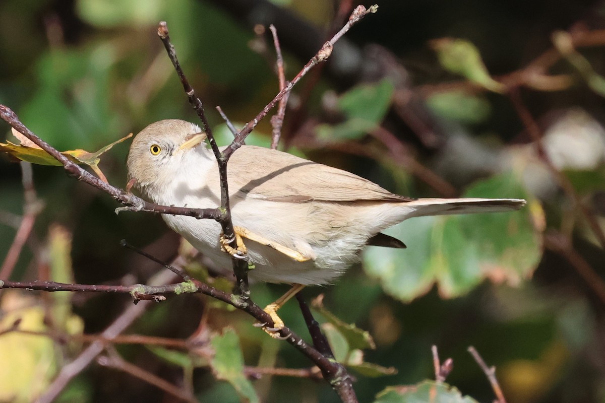 Asian Desert Warbler - ML624642876