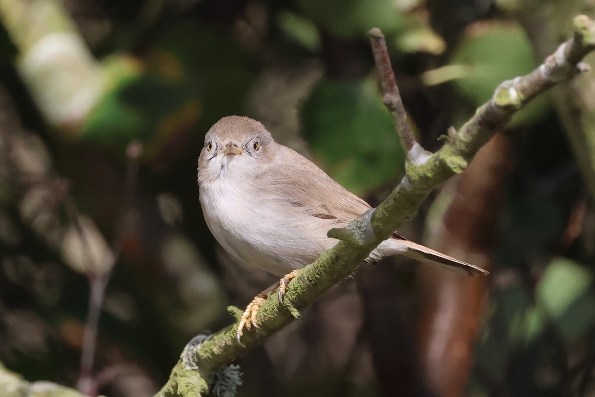 Asian Desert Warbler - ML624642877