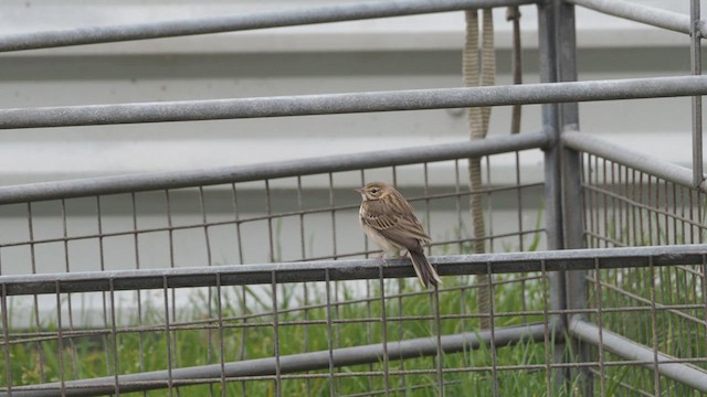 Pipit des arbres - ML624643019