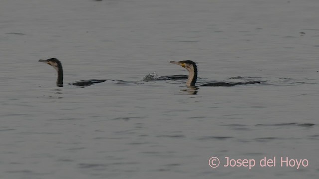 Great Cormorant (White-breasted) - ML624643038