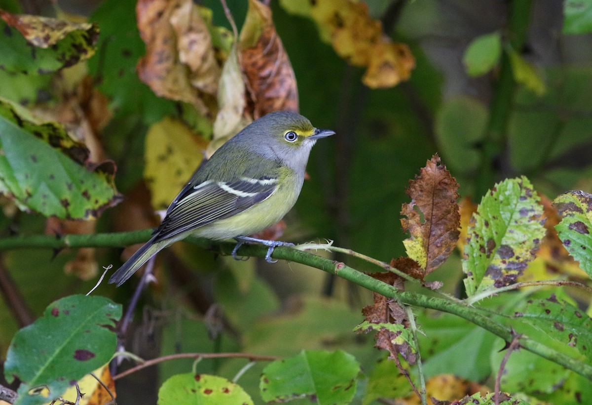 White-eyed Vireo - ML624643075