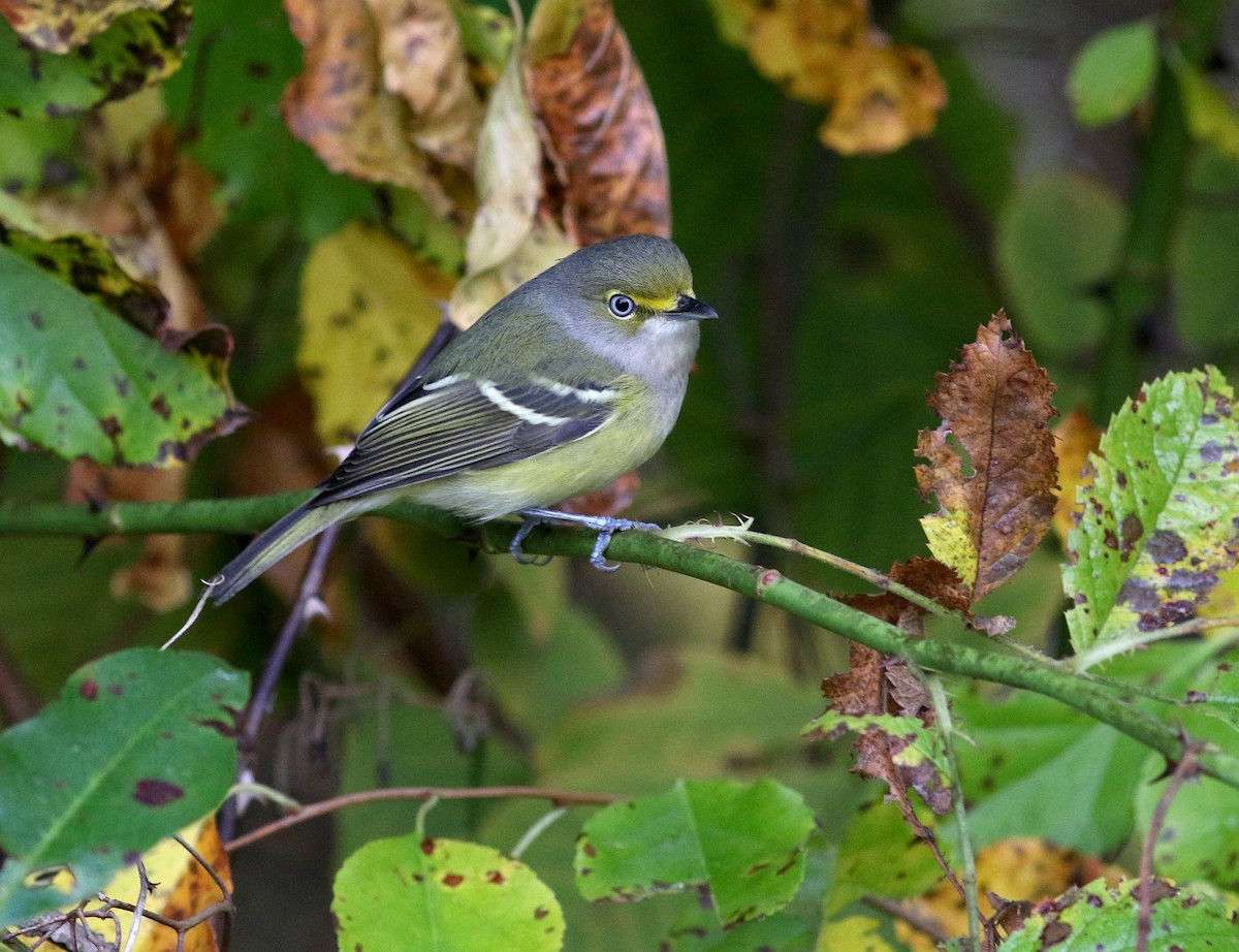 White-eyed Vireo - ML624643117