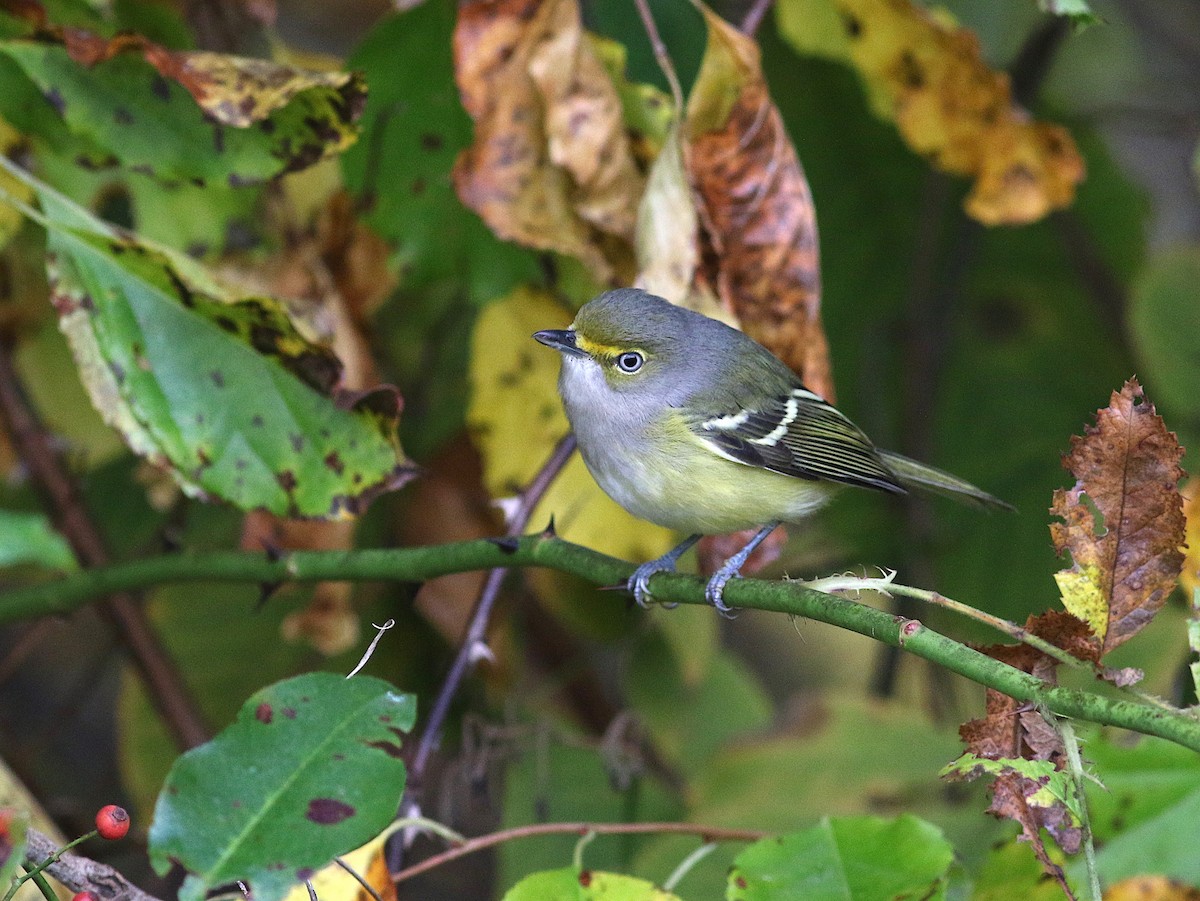 White-eyed Vireo - ML624643171