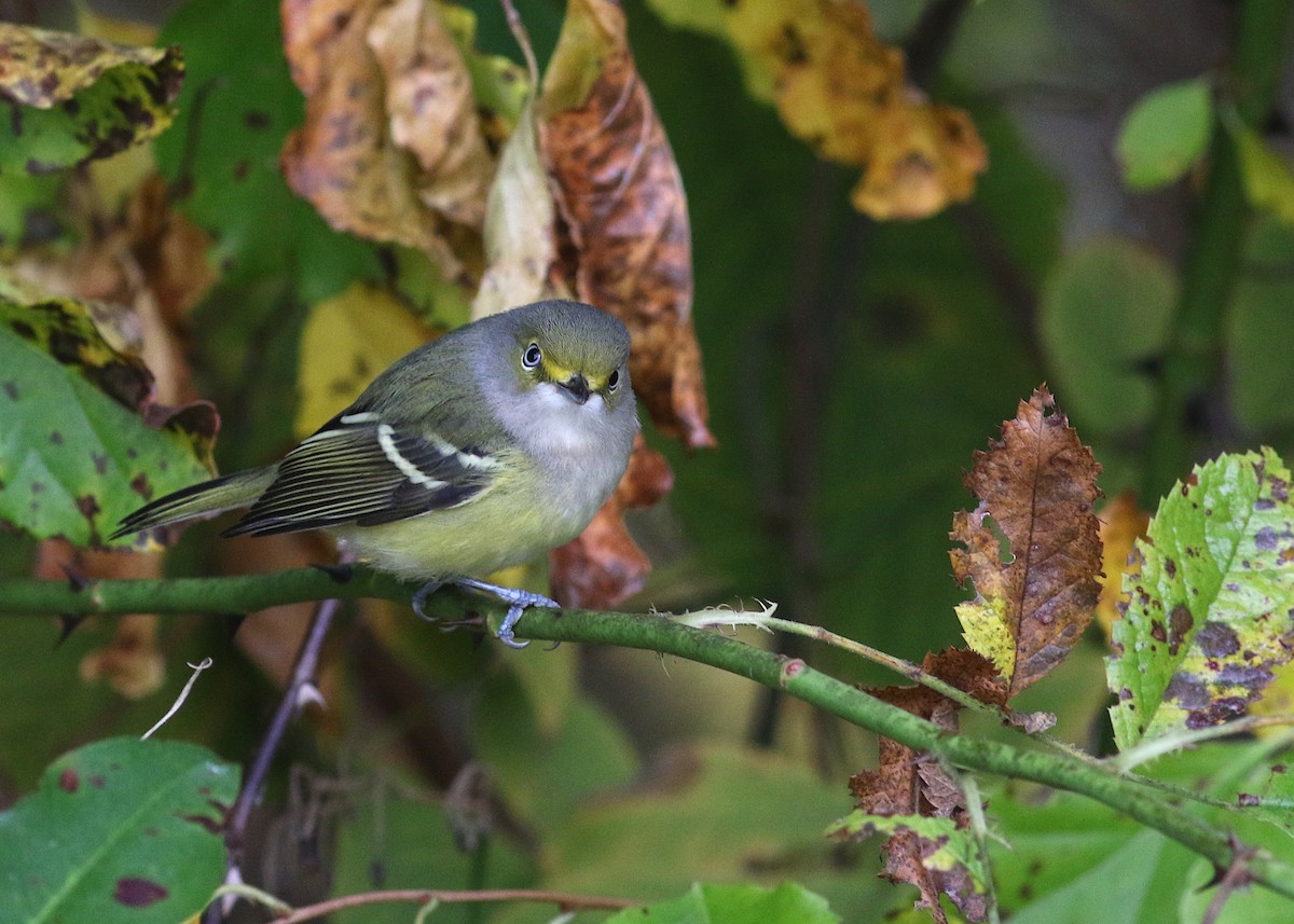 White-eyed Vireo - ML624643204
