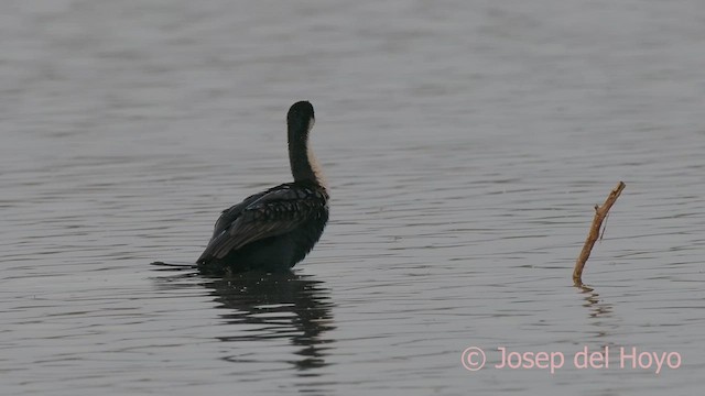 Great Cormorant (White-breasted) - ML624643211