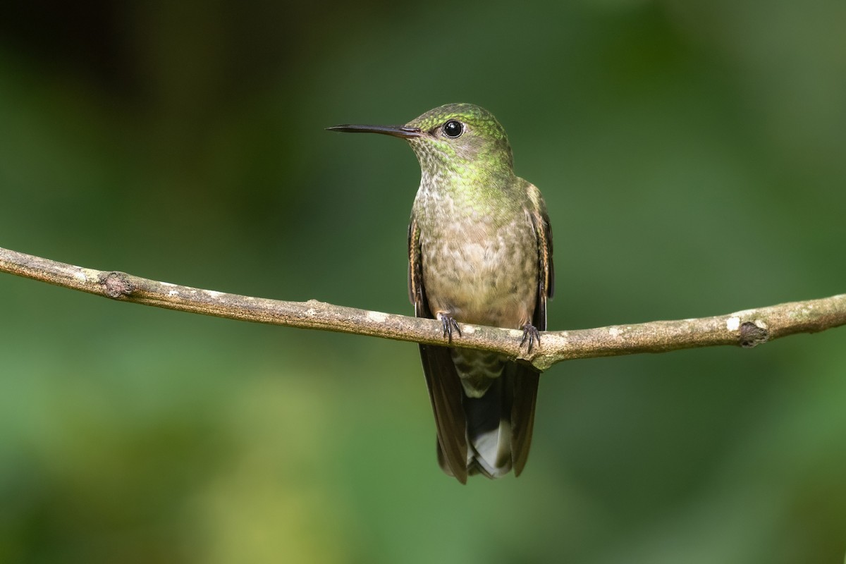 Colibri de Cuvier - ML624643260