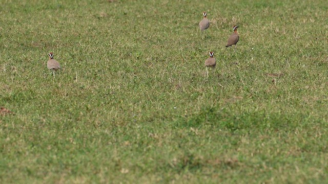 Indian Courser - ML624643263
