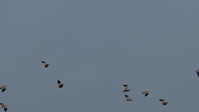 Indian Courser - ML624643267