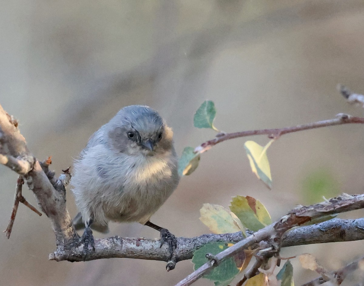 Bushtit - ML624643362