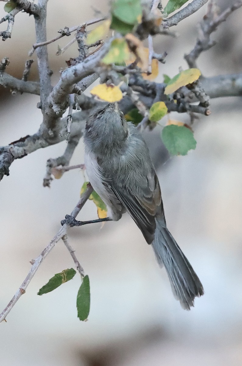 Bushtit - ML624643363