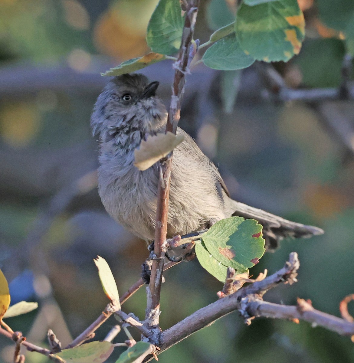 Bushtit - ML624643364