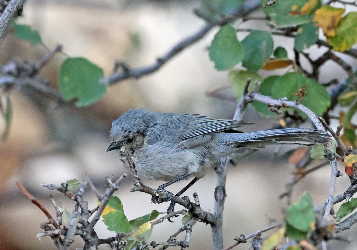Bushtit - ML624643365