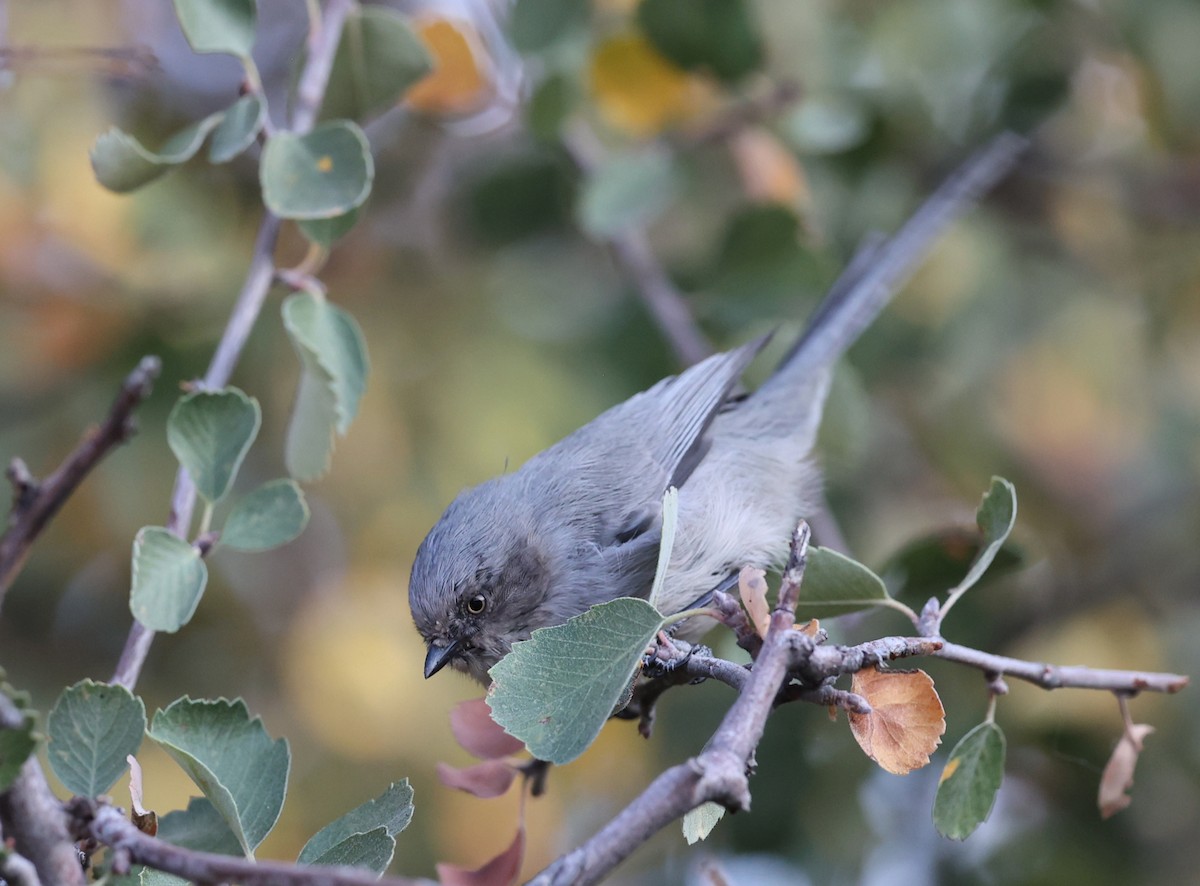 Bushtit - ML624643366