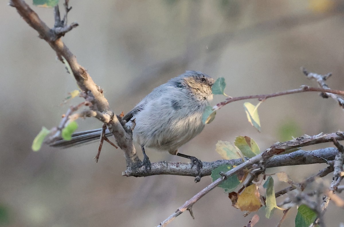 Bushtit - ML624643367