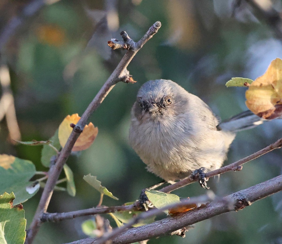 Bushtit - ML624643368