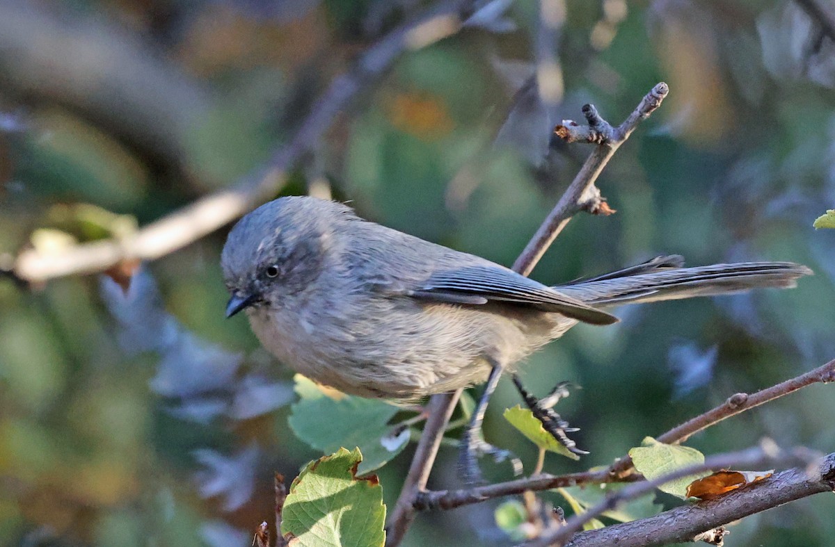 Bushtit - ML624643369