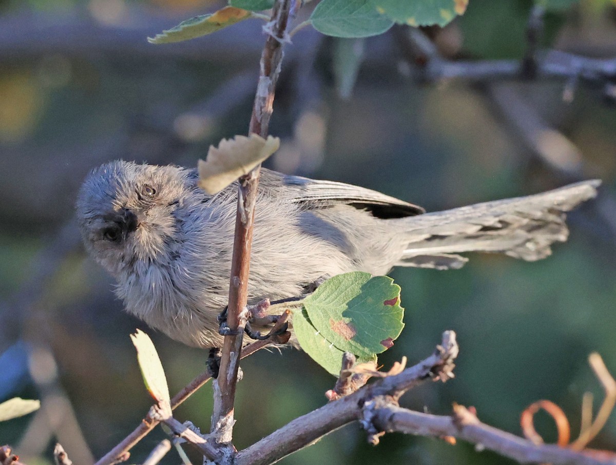 Bushtit - ML624643370