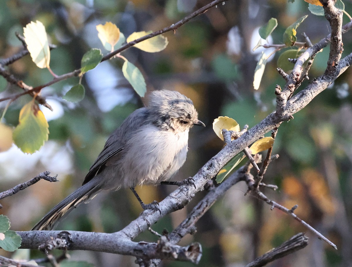 Bushtit - ML624643371