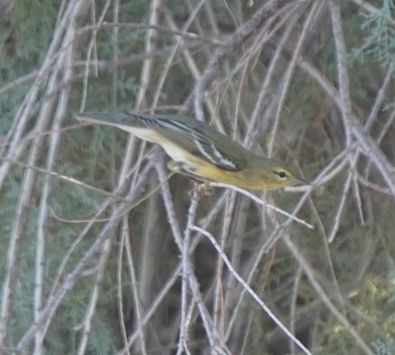 Blackpoll Warbler - ML624643453