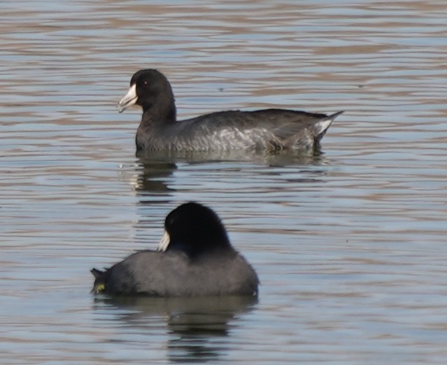 American Coot - ML624643466