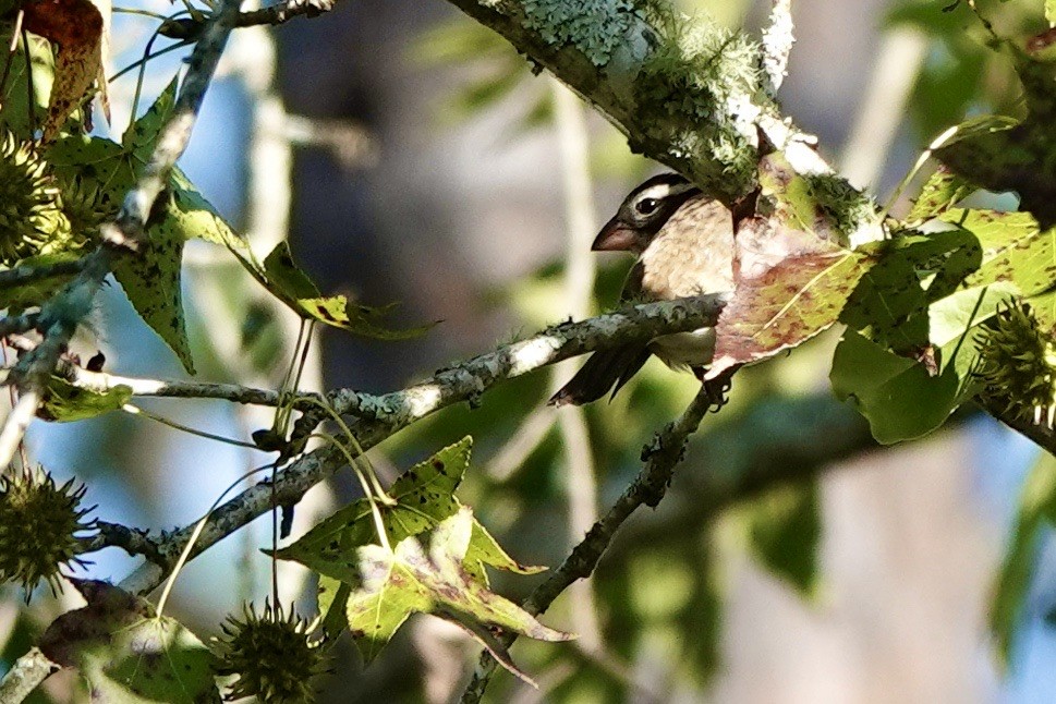 Rose-breasted Grosbeak - ML624643503
