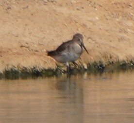 Dunlin - ML624643521