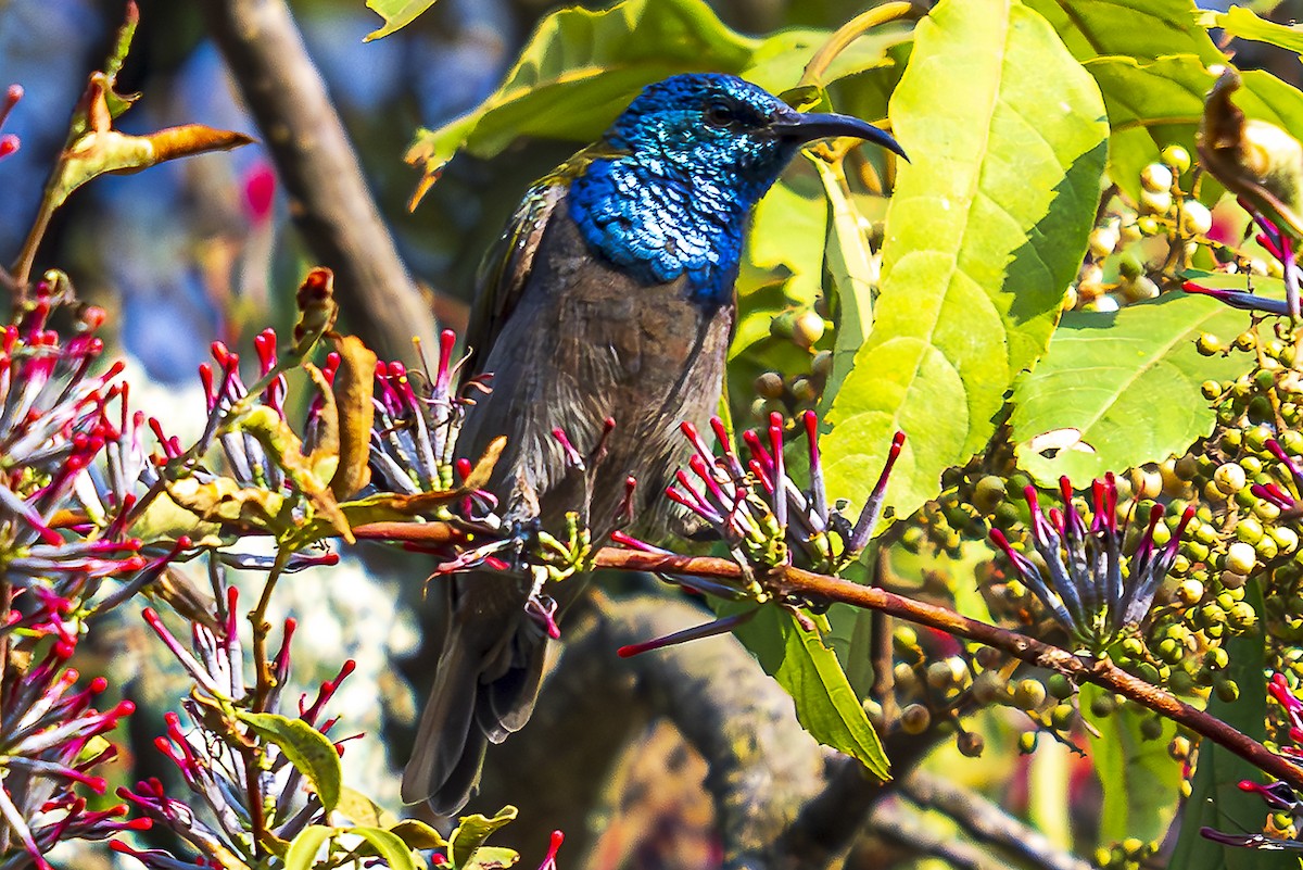 Blue-headed Sunbird - ML624643779