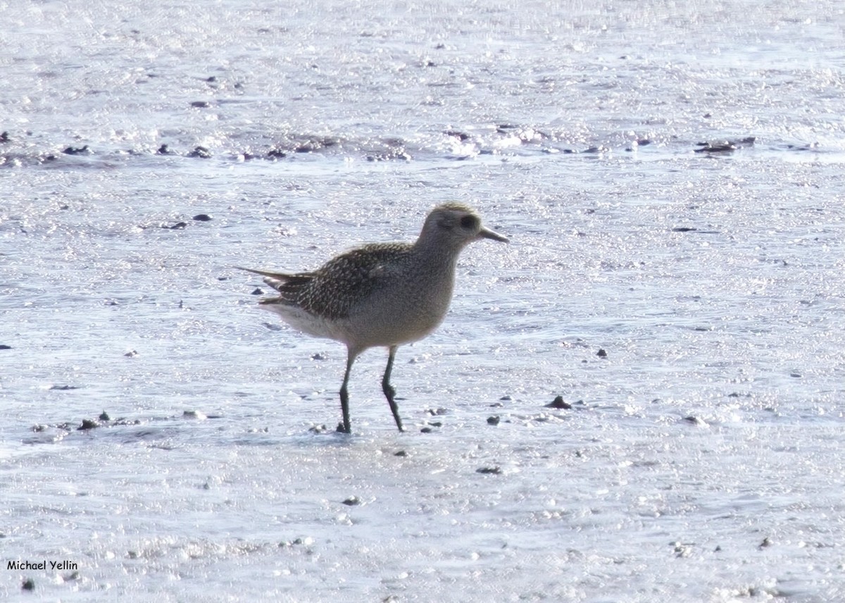 American Golden-Plover - ML624643872