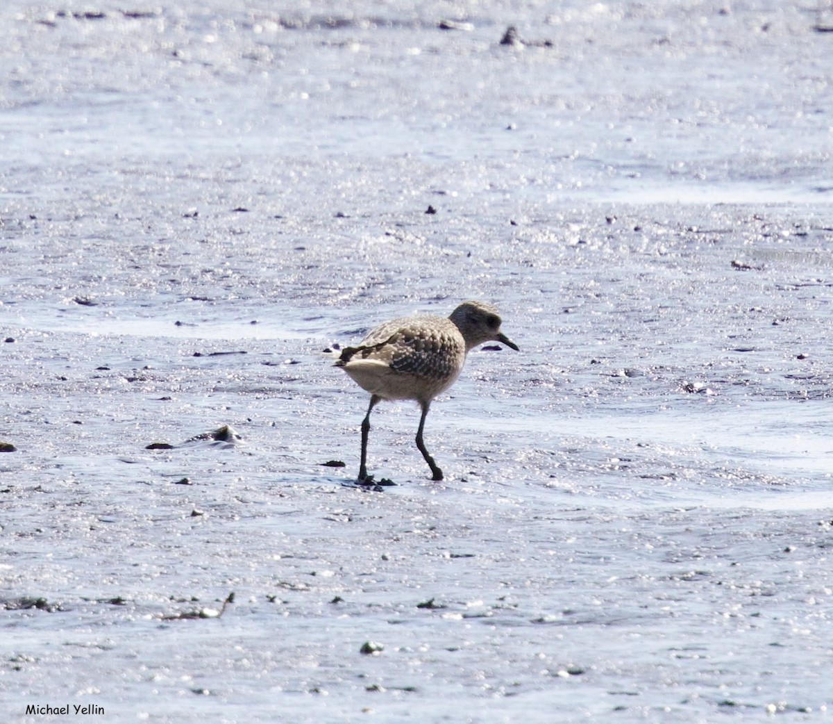American Golden-Plover - ML624643873