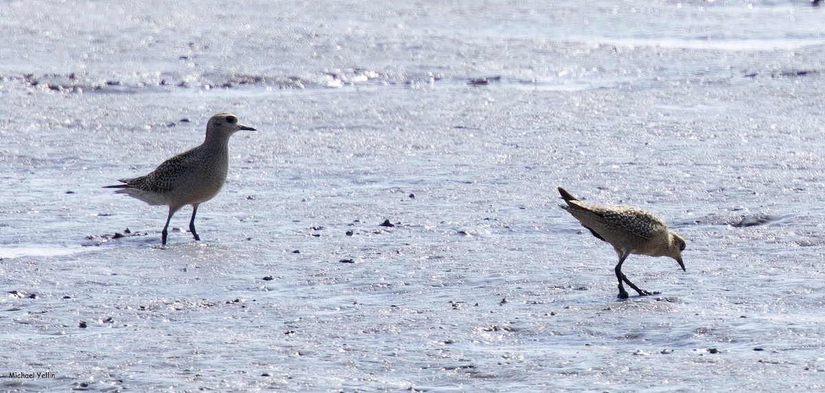 American Golden-Plover - ML624643874