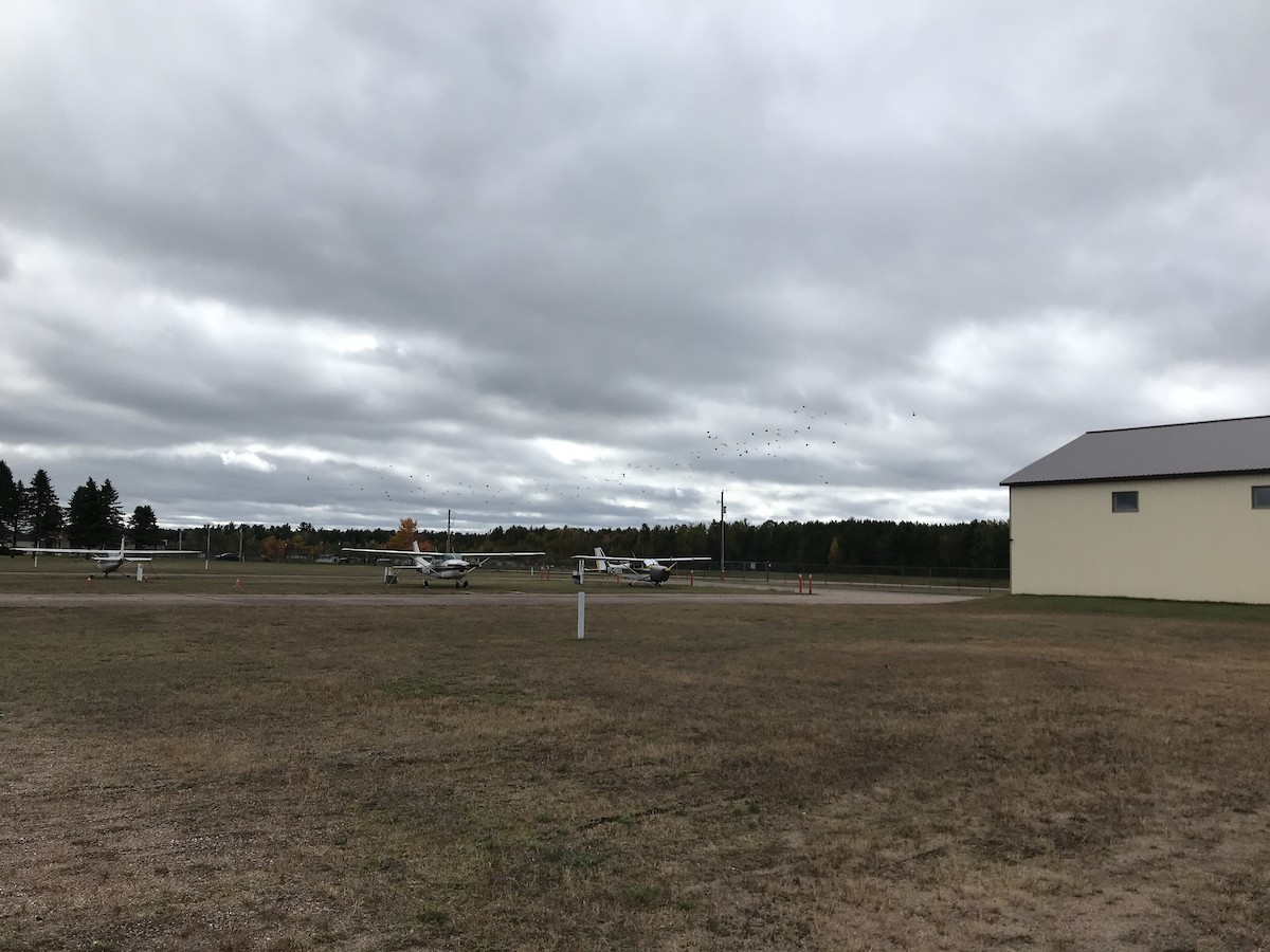 Horned Lark - ML624644037