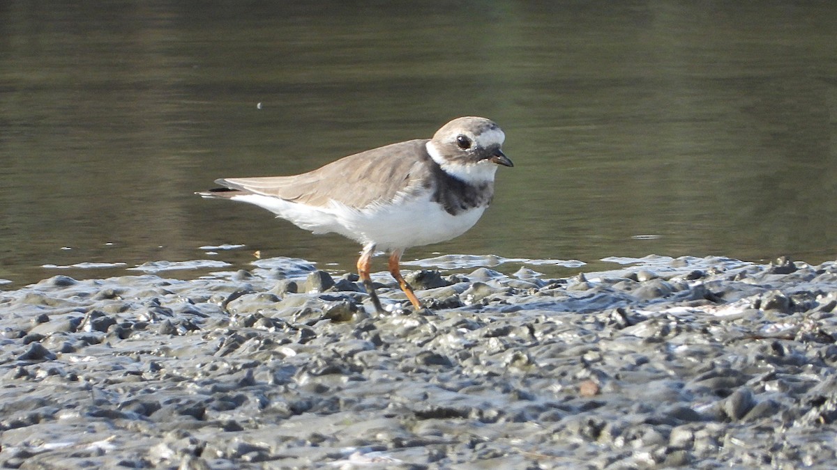 Common Ringed Plover - ML624644107