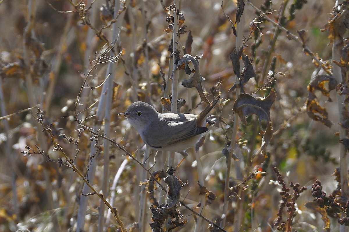 Asian Desert Warbler - ML624644143