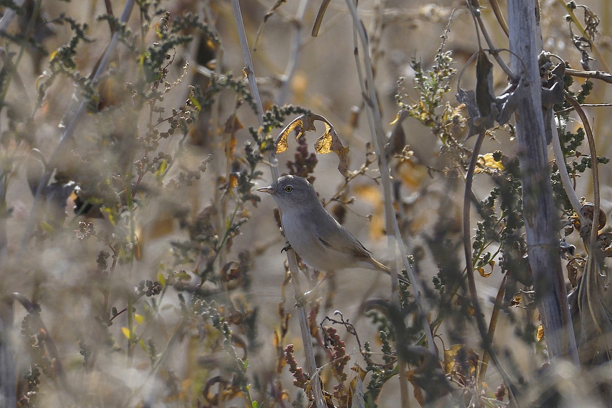 Asian Desert Warbler - ML624644149