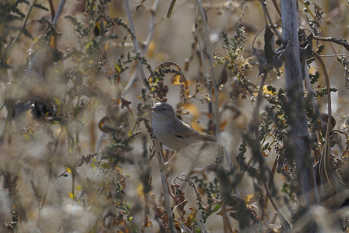 Asian Desert Warbler - ML624644152