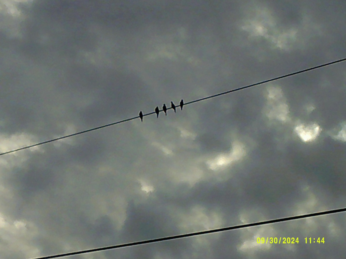 Mourning Dove - ML624644231