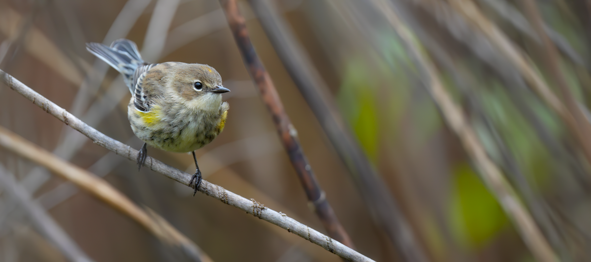 Yellow-rumped Warbler - ML624644256