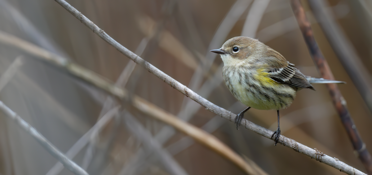 Yellow-rumped Warbler - ML624644258
