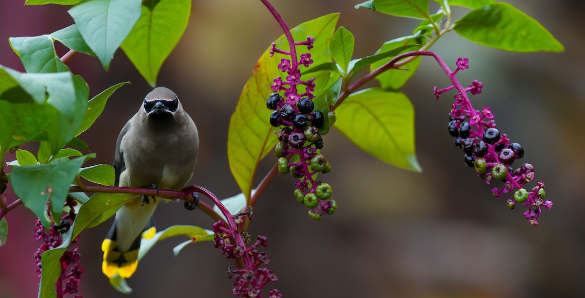 Cedar Waxwing - ML624644264