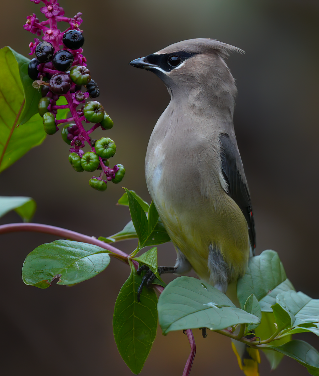 Cedar Waxwing - ML624644265