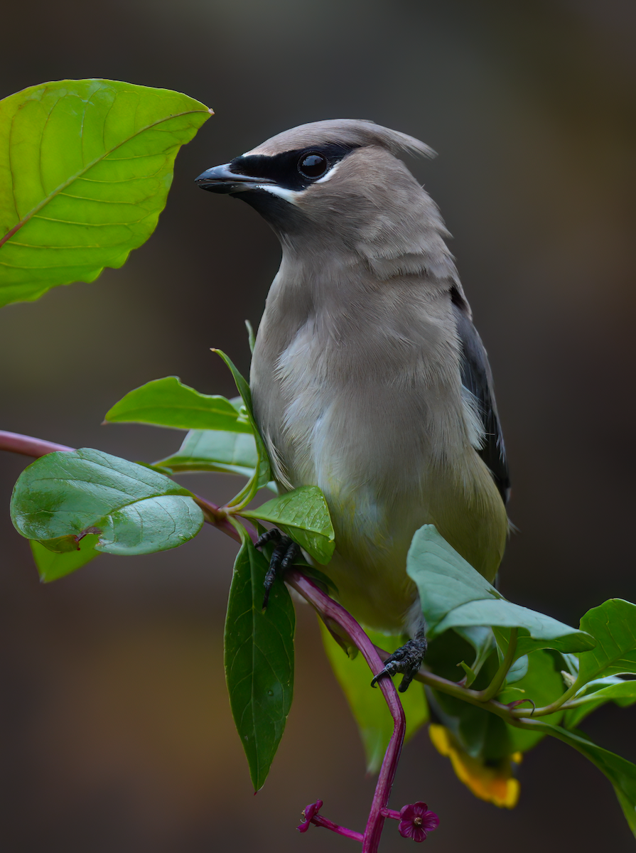 Cedar Waxwing - ML624644266