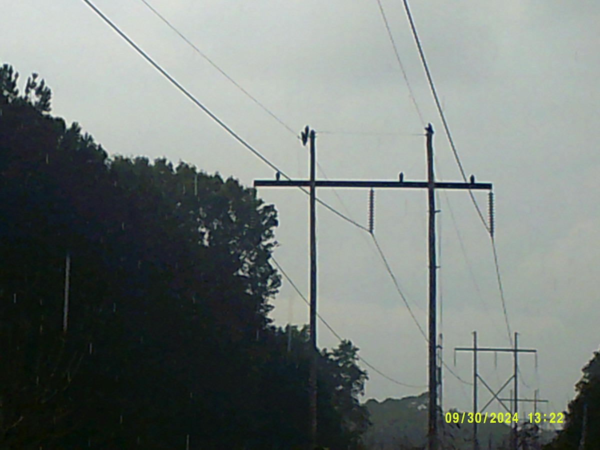 Black Vulture - ML624644281