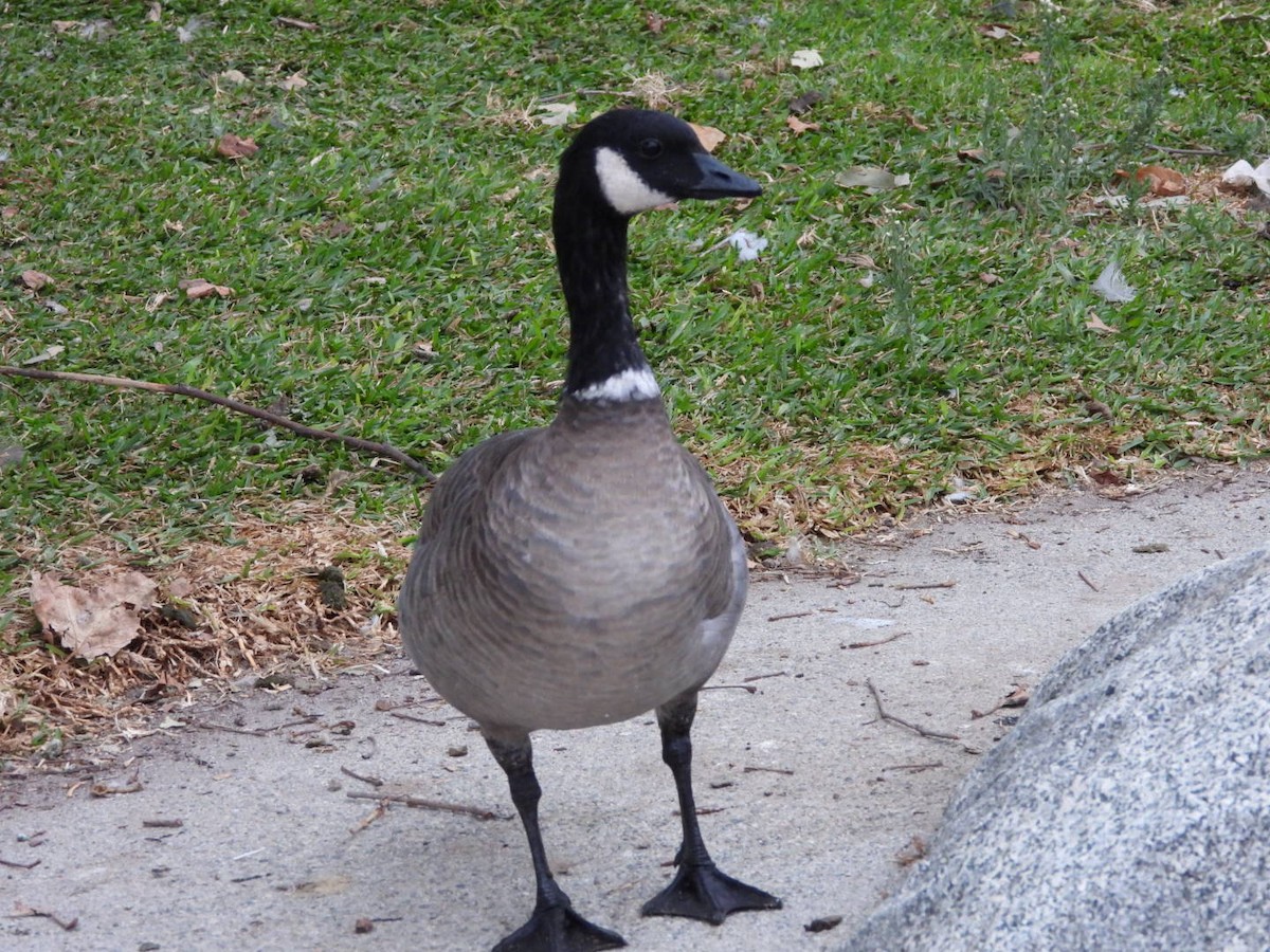 Cackling Goose - ML624644320