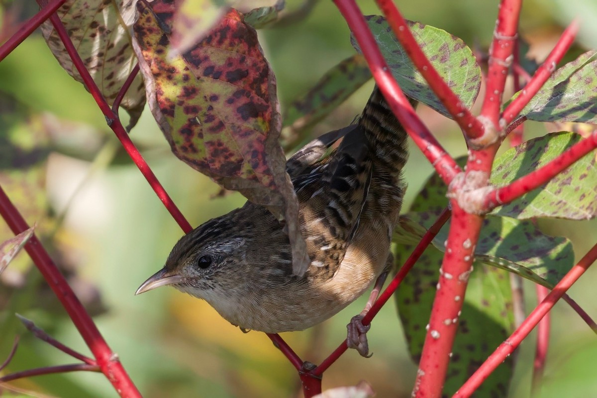 Sedge Wren - ML624644435